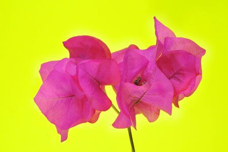 some Bougainville pink flower on a yellow backgroundの写真素材