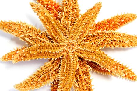 a pile of starfishes isolated on a white backgroundの写真素材