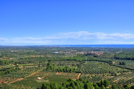 aerial view of olive groves in Costa Daurada, Spainの写真素材