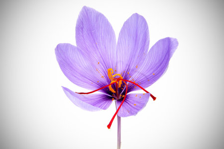 a saffron flower on a vignetted background