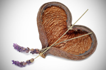 heart-shaped shell with lavender flowers on vignetting background