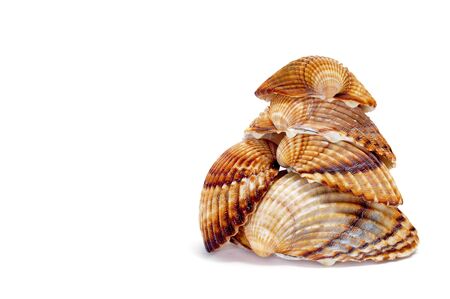 a pile of seashells isolated on a white backgroundの写真素材