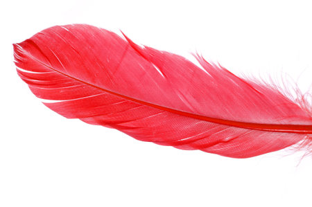 red feather on a white backgroundの写真素材