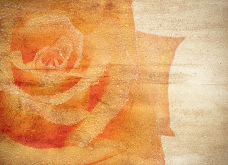 a floral background with an orange rose with space to add textの写真素材