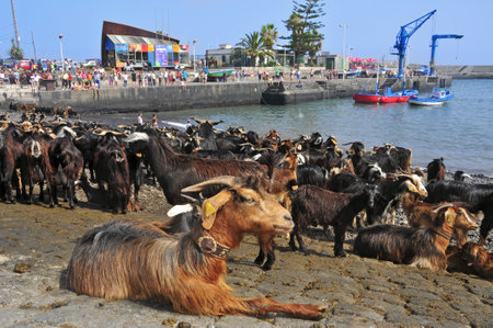 Puerto de la Cruz, Spain - June 24, 2011: Traditional Bath Goats Feast at the port in Puerto de la Cruz, Tenerife, Canary Islands, Spain. This is a tradition to celebrate Saint Johnのeditorial素材