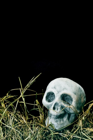 a skull for Halloween on dry grass on a black backgroundの写真素材