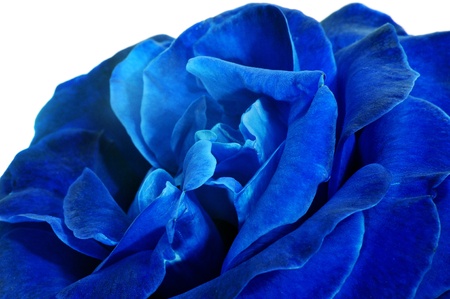 closeup of an blue rose on a white backgroundの写真素材