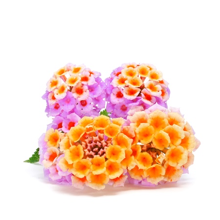 verbenas of different colors on a white backgroundの写真素材