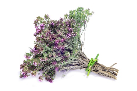 a bunch of rosemary on a white backgroundの写真素材