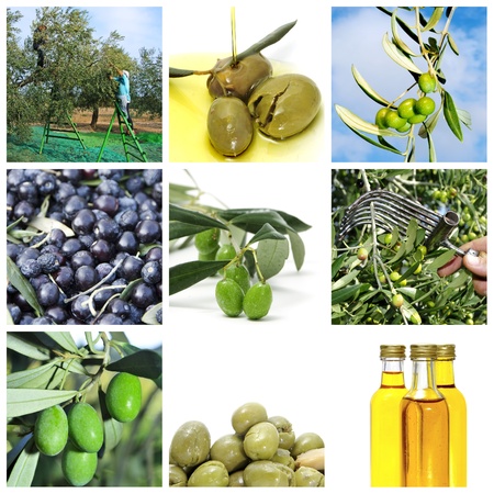 a collage of nine pictures of different scenes of olive harvesting and productsの写真素材