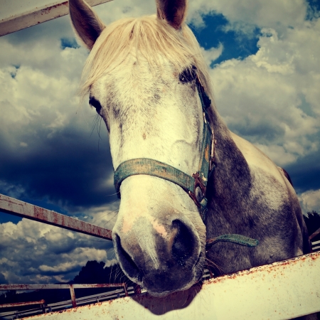 closeup of a horse on a ranchの写真素材