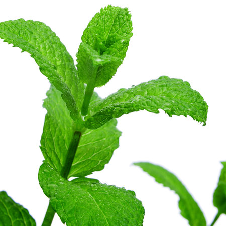 closeup of a mint plant on a white background