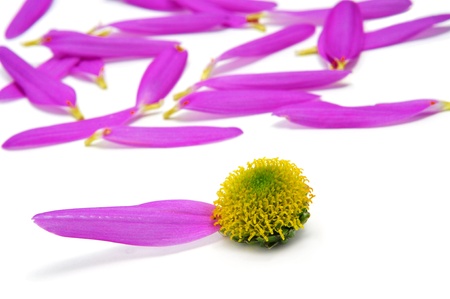 pink daisy without petals after a he loves me    he loves me notの写真素材