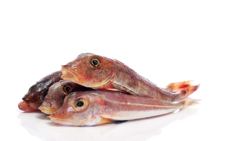 some surmullets or striped red mullets on a white backgroundの写真素材