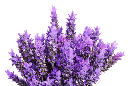 closeup of a bouquet of lavender flowers on a white backgroundの写真素材