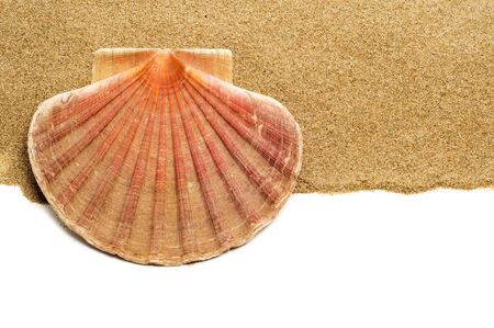 closeup of a scallop shell on the sand, on a white background with a blank space to write your textの写真素材