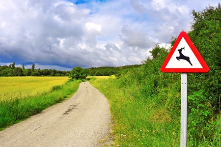 view of a rural road across a wheat field with mature spikes in the summer and a wild animals warning sign in Huesca, Spainの写真素材