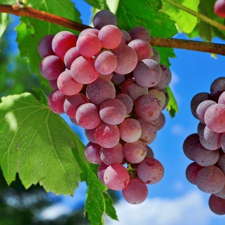 closeup of bunch of ripe grapes on a vine, shortly before harvestの写真素材