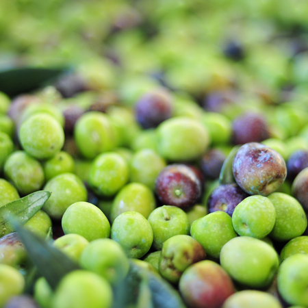 a pile of arbequina olives after harvestingの写真素材