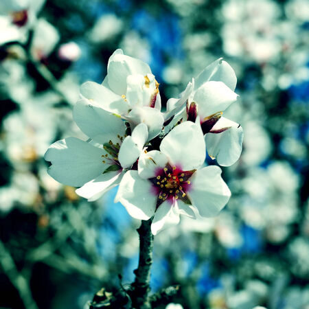closeup of an almond tree in full bloom with a retro effectの写真素材
