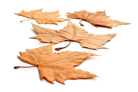 picture of a pile of dried leaves in autumn on a white background