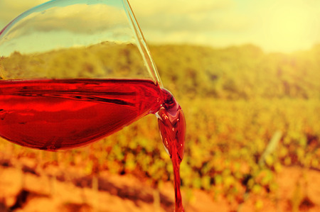 closeup of a glass with red wine in a vineyardの写真素材