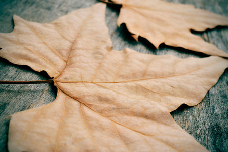 some dried leaves in autumn on a weathered wooden background