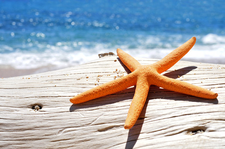 closeup of an orange seastar on an old washed-out tree trunk in the beach, with a bright blue sea in the backgroundの写真素材