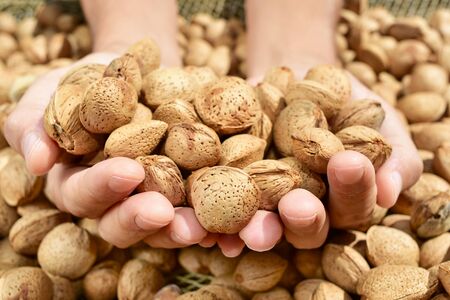 closeup of the hands of a young man with a pile of almonds in shell after harvestingの写真素材