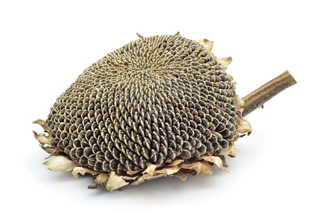 a dried sunflower with its seeds, on a white backgroundの写真素材