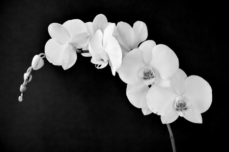 detail of the beautiful white flowers of a Phalaenopsis aphrodite orchid in black and whiteの写真素材