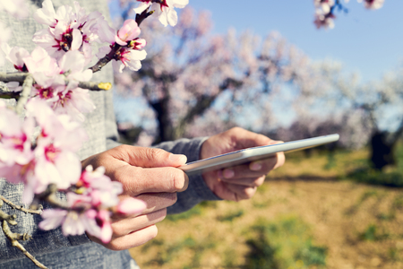 closeup of a young man using a tablet computer in a grove of almond trees in full bloomの写真素材