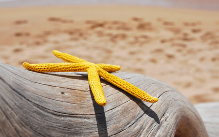 closeup of a yellow starfish on an old washed-out tree trunk on the beach, with the sand and the seashore in the backgroundの写真素材