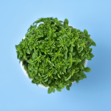 high-angle shot of a green bush basil plant in a white ceramic plant pot on a blue backgroundの写真素材
