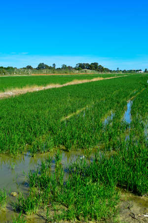 view of a paddy field in the Albufera in Valencia, Spainの写真素材