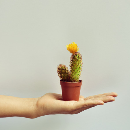 closeup of the hand of a young caucasian man with a small ladyfinger cactus with a yellow flower, in a brown plant pot, against an off-white backgroundの写真素材