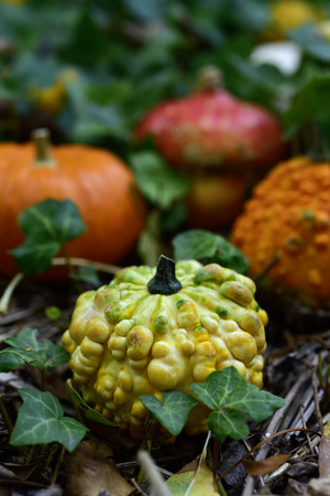 closeup of some different pumpkins in the garden or in the woods surrounded by ivy leavesの写真素材