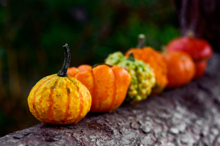 closeup of some different pumpkins in line on the branch of a pine tree