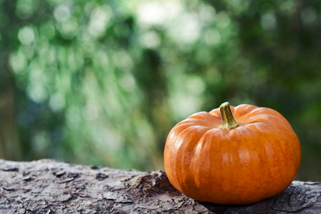 closeup of a pumpkin on the branch of a pine treeの写真素材