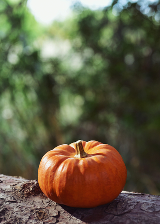 closeup of a pumpkin on the branch of a pine treeの写真素材