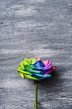closeup of a rose with its petals with the colors of the rainbow flag against a gray rustic wooden background with a blank space on topの写真素材