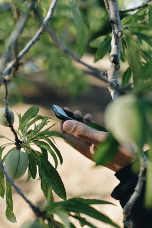 closeup of a young caucasian farmer man using his smartphone under an almond tree with green...