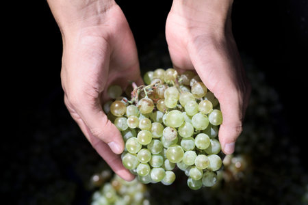 closeup of a young caucasian man with a bunch of white grapes in his hand during the harvestingの写真素材