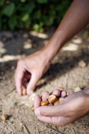 closeup of a young caucasian man picking hazelnuts from the ground during the harvesting of this fruit in Spainの写真素材