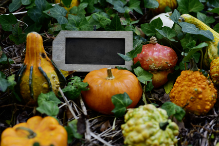 closeup of some different pumpkins and a blank wooden-framed signboard in the backyard or in the woods surrounded by ivy leavesの写真素材