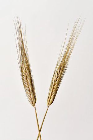 closeup of two crossed wheat ears on an off-white backgroundの写真素材