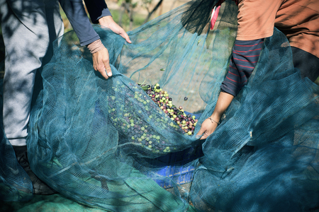 closeup of a young caucasian man and a young caucasian woman carrying a net full of arbequina olives during the harvesting in an olive grove in Catalonia, Spainの写真素材