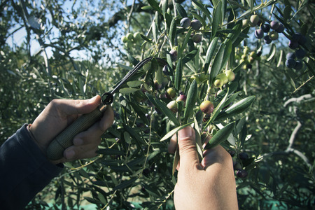 closeup of a young caucasian man harvesting arbequina olives in an olive grove in Catalonia, Spain, with a comb-like toolの写真素材