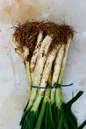 high angle view of a bunch of raw calcots, sweet onions typical of Catalonia, Spain, on a rustic...