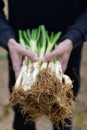closeup of a young caucasian man holding a bunch of raw calcots, sweet onions typical of Catalonia, Spain, in a calcot orchard in Spainの写真素材